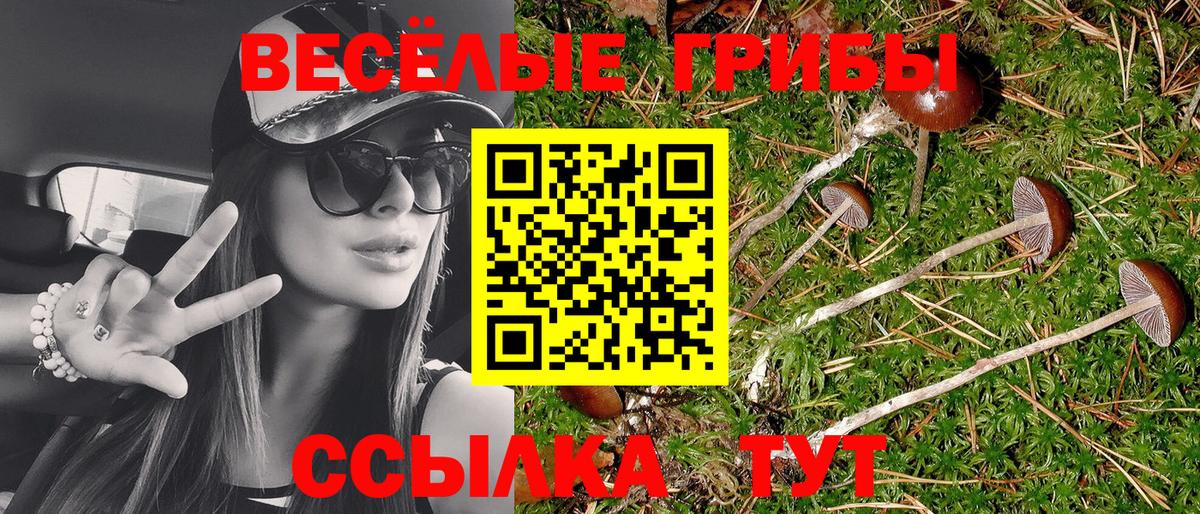 Волжский  наркота  Псилоцибиновые грибы Psilocybine cubensis  Вход с VPN  Галлюциногенные грибы Psilocybe 